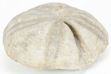 Jurassic Sea Urchin (Clypeus) Fossil - England #216913-1